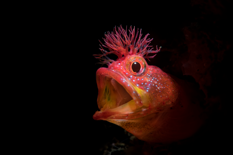 Illustration for article titled 2018's Award-Winning Ocean Photos Will Transport You to Another Planet